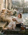Cockapoo on a frosty cottage step wearing the cream hand-knitted bobble dog jumper